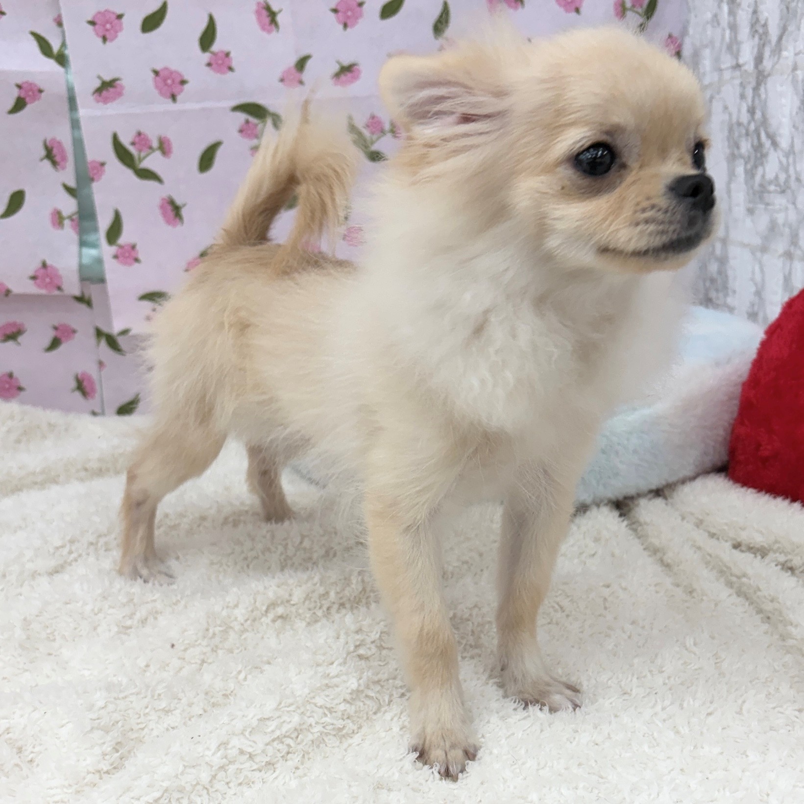 愛知県のポメチワ/チワポメ/ポメチー(ポメラニアン×チワワ) (犬の家＆猫の里エアポートウォーク店/2026年3月22日生まれ/男の子/クリーム)の子犬の3枚目の画像
