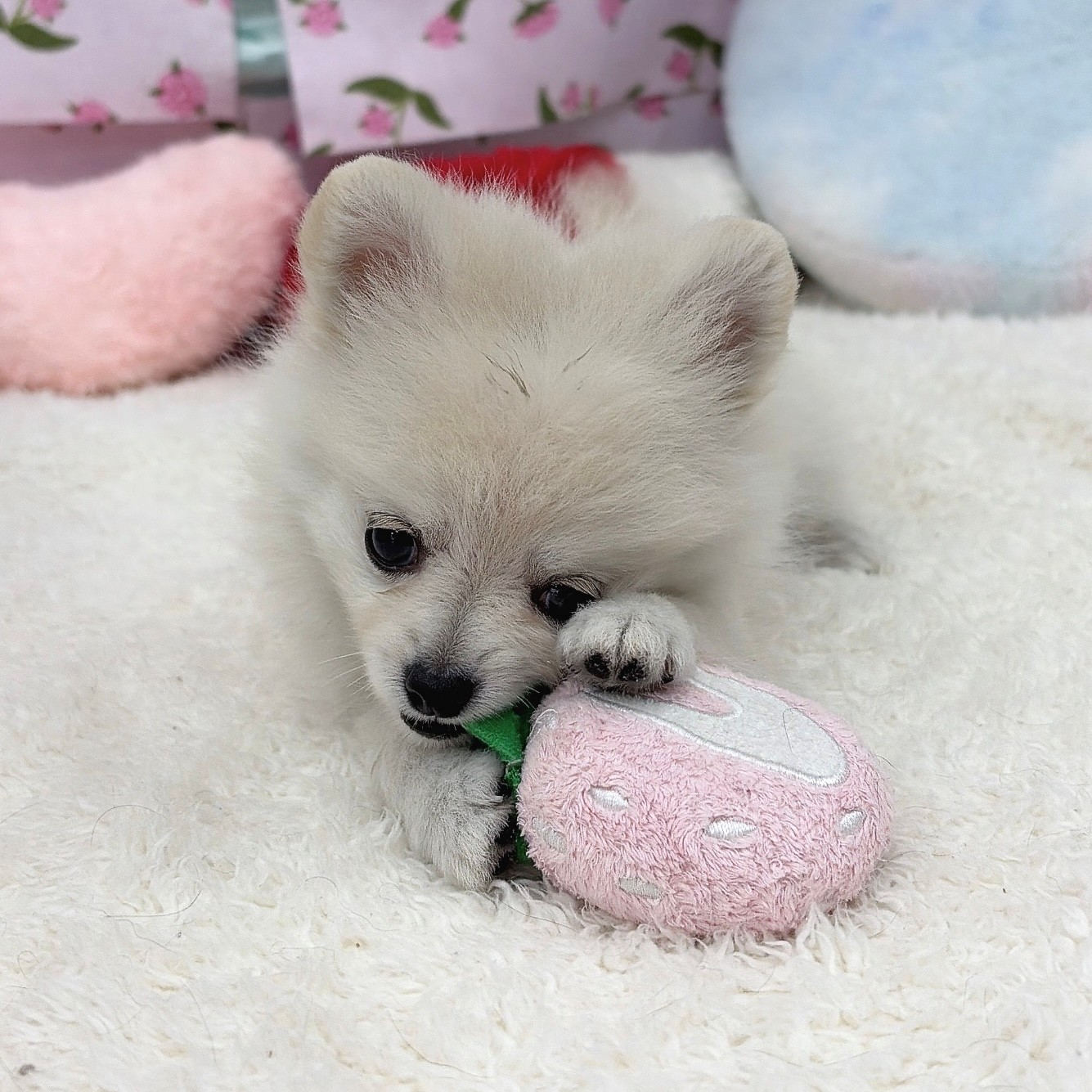 愛知県のポメチワ/チワポメ/ポメチー(ポメラニアン×チワワ) (犬の家＆猫の里エアポートウォーク店/2026年5月8日生まれ/女の子/クリーム)の子犬の3枚目の画像