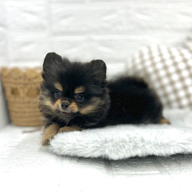愛知県のポメチワ/チワポメ/ポメチー(ポメラニアン×チワワ) (犬の家＆猫の里豊川インター店/2025年7月3日生まれ/男の子/ブラックタン)の子犬の3枚目の画像
