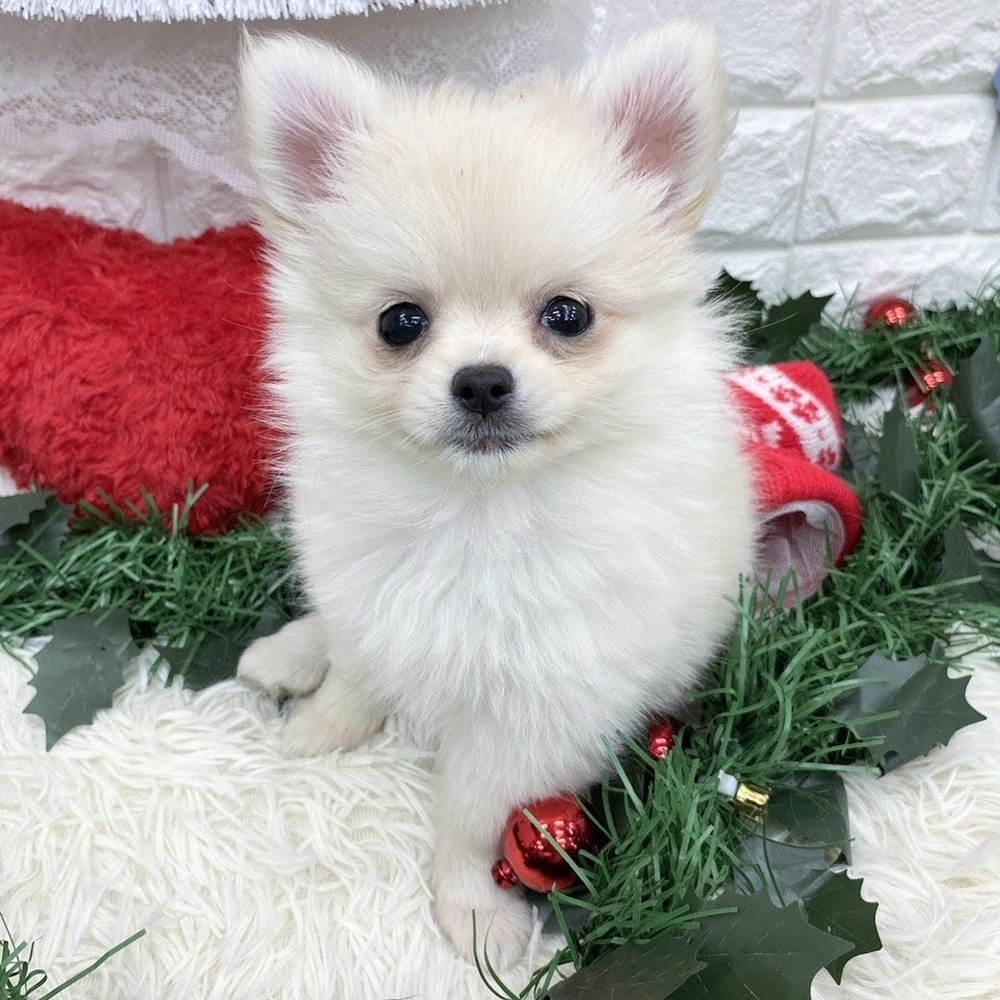 愛知県のポメチワ/チワポメ/ポメチー(ポメラニアン×チワワ) (犬の家＆猫の里MEGAドン・キホーテ東海名和店/2025年9月8日生まれ/女の子/クリーム)の子犬の1枚目の画像