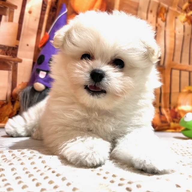 福岡県のポメプー(ポメラニアン×プードル) (犬の家&猫の里トリアス久山店/2025年8月26日生まれ/女の子/クリーム)の子犬の3枚目の画像