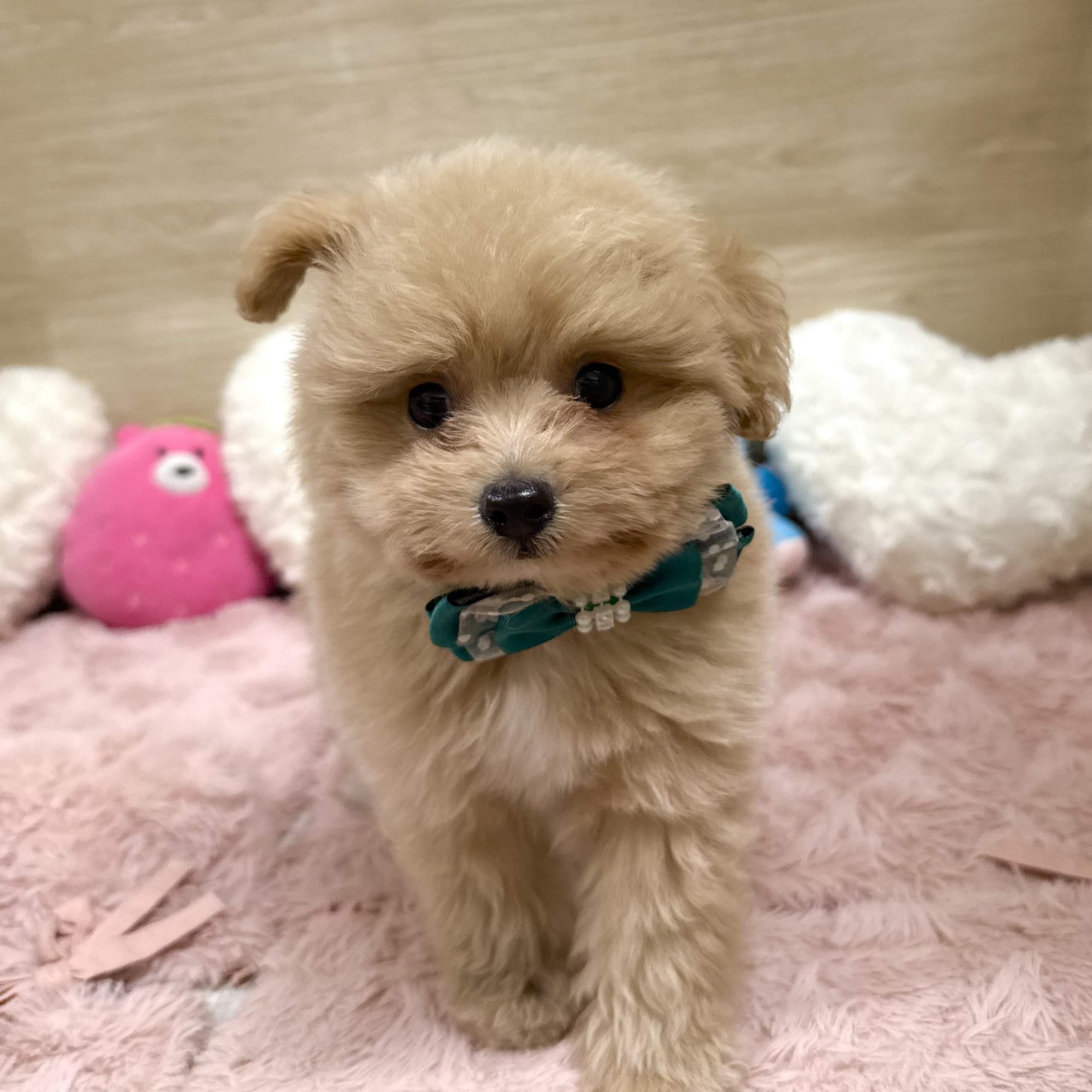 大阪府のポメプー(ポメラニアン×プードル) (犬の家＆猫の里そよら東岸和田店/2026年6月5日生まれ/男の子/クリーム)の子犬の1枚目の画像