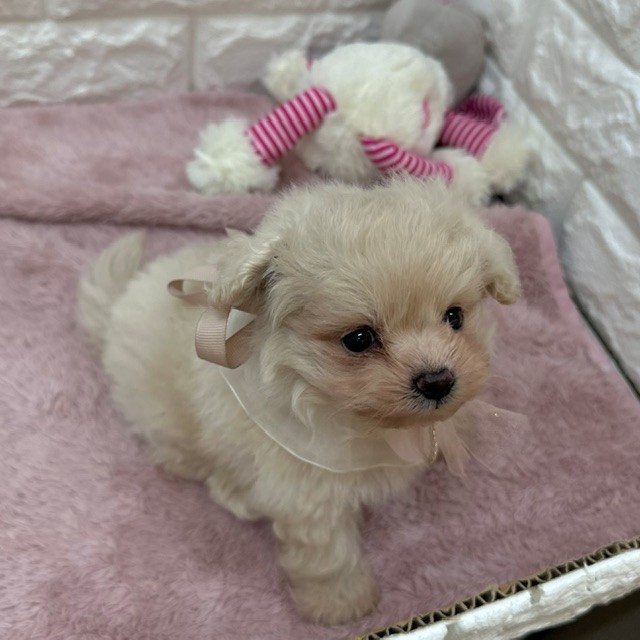 静岡県のポメプー(ポメラニアン×プードル) (犬の家＆猫の里アミーゴ浜松和田店/2026年6月3日生まれ/男の子/クリーム)の子犬の3枚目の画像