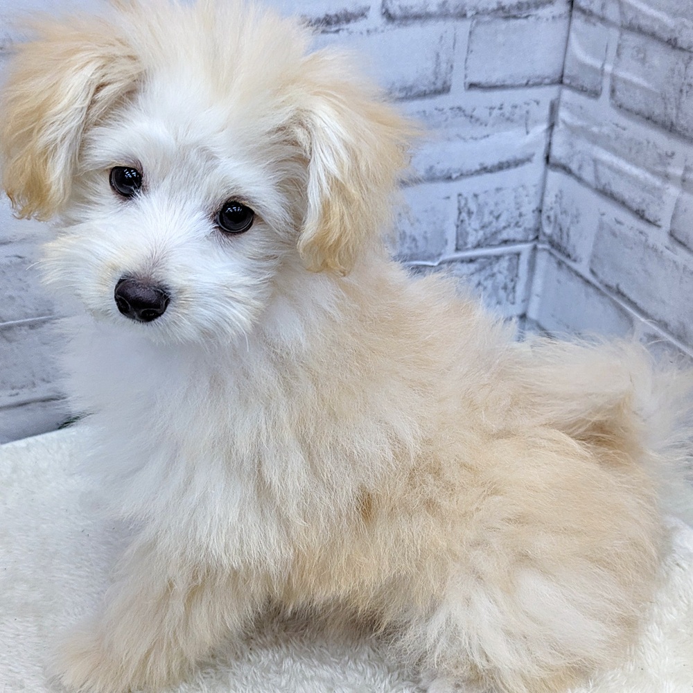 愛知県のポメプー(ポメラニアン×プードル) (犬の家＆猫の里MEGAドン・キホーテ東海名和店/2025年4月5日生まれ/男の子/クリーム)の子犬の3枚目の画像