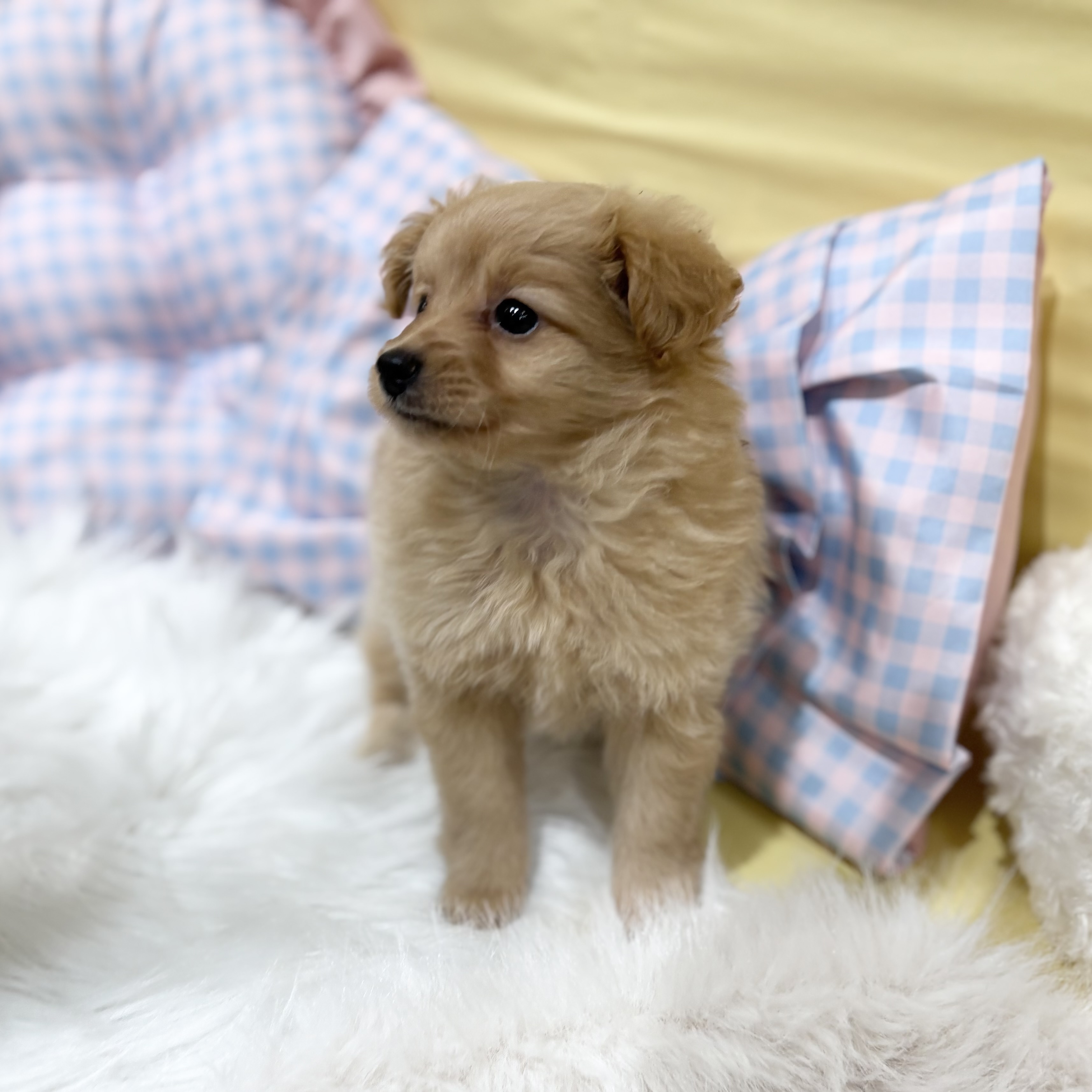 神奈川県のポメプー(ポメラニアン×プードル) (犬の家＆猫の里元住吉ブレーメン通り店/2026年6月16日生まれ/女の子/アプリコット)の子犬の3枚目の画像