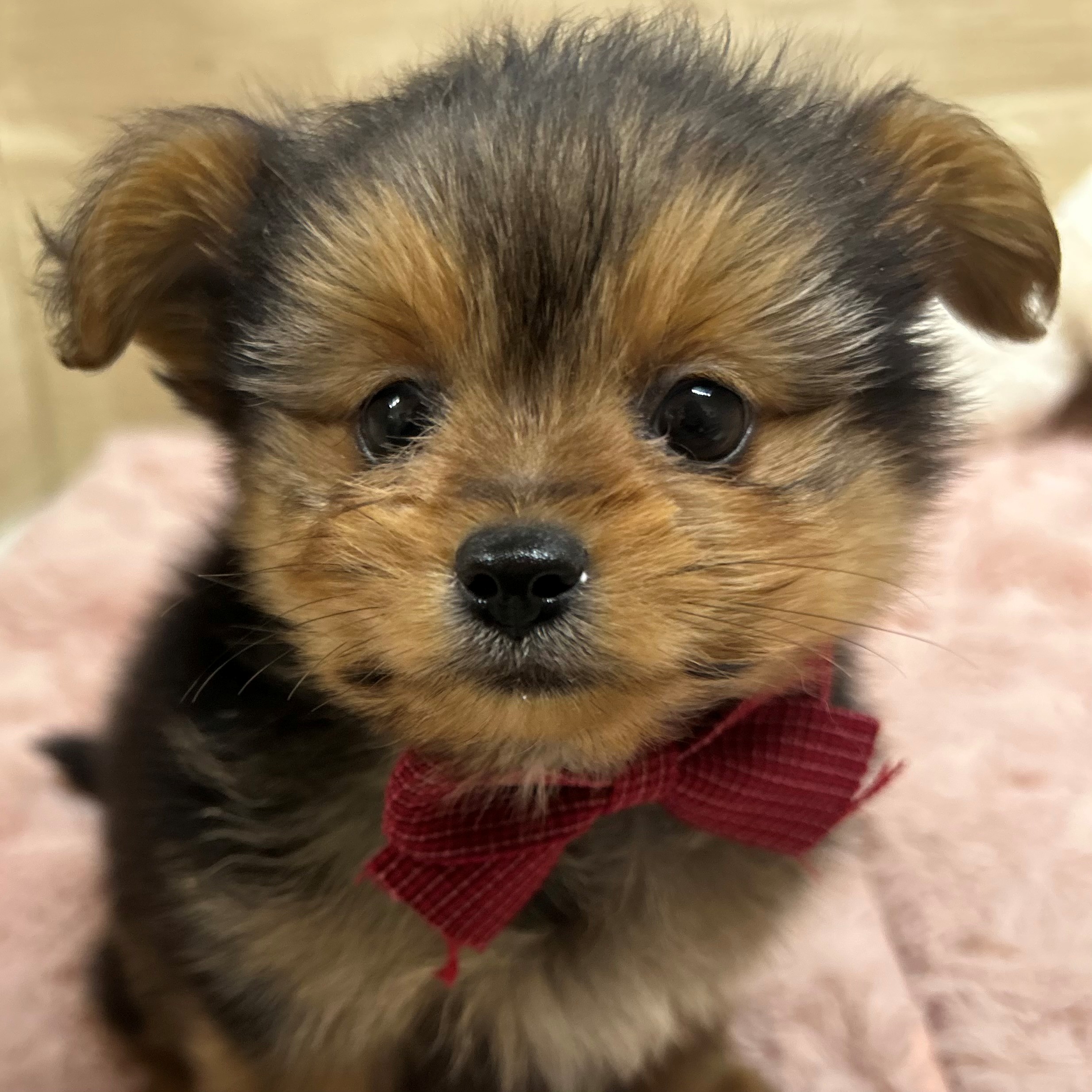 大阪府のポメキー(ポメラニアン×ヨークシャーテリア) (犬の家＆猫の里そよら東岸和田店/2026年1月10日生まれ/男の子/ブラックタン)の子犬の3枚目の画像