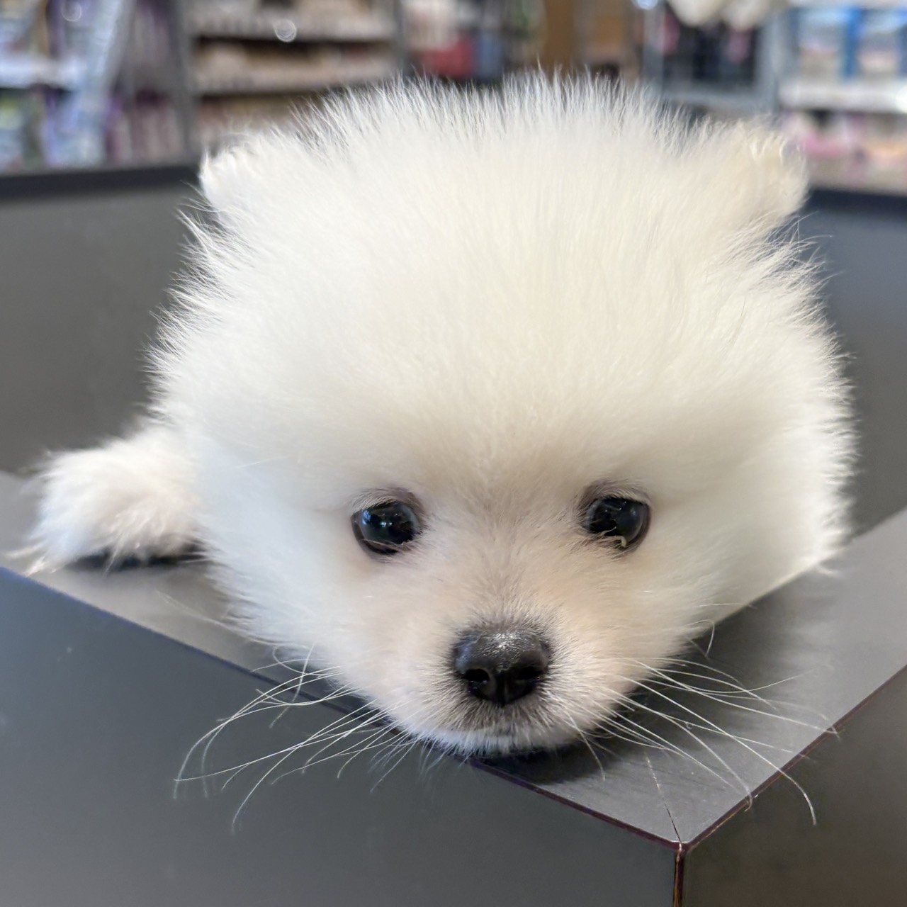 愛知県のポメラニアン (犬の家＆猫の里春日井本店/2025年8月24日生まれ/男の子/ホワイト)の子犬の3枚目の画像