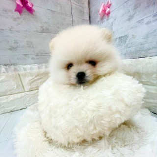 静岡県のポメラニアン (犬の家＆猫の里プレ葉ウォーク浜北店/2026年3月29日生まれ/男の子/クリーム)の子犬の3枚目の画像