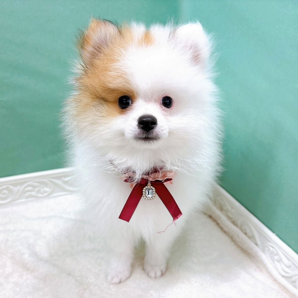 石川県のポメラニアン (犬の家＆猫の里アミーゴ金沢有松店/2026年5月30日生まれ/男の子/パーティーカラー)の子犬の1枚目の画像