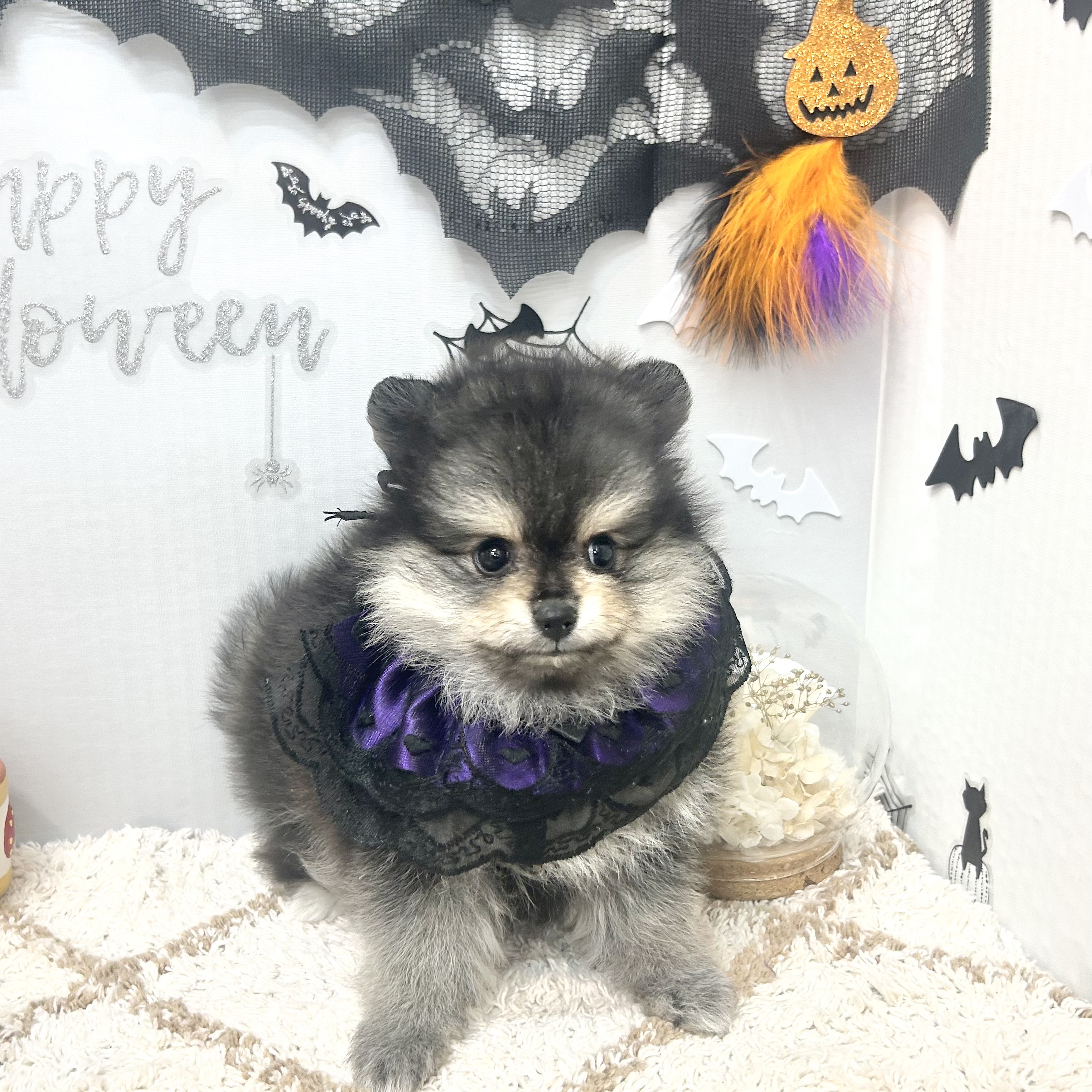 静岡県のポメラニアン (犬の家＆猫の里プレ葉ウォーク浜北店/2026年8月20日生まれ/女の子/ブラックタン)の子犬の3枚目の画像
