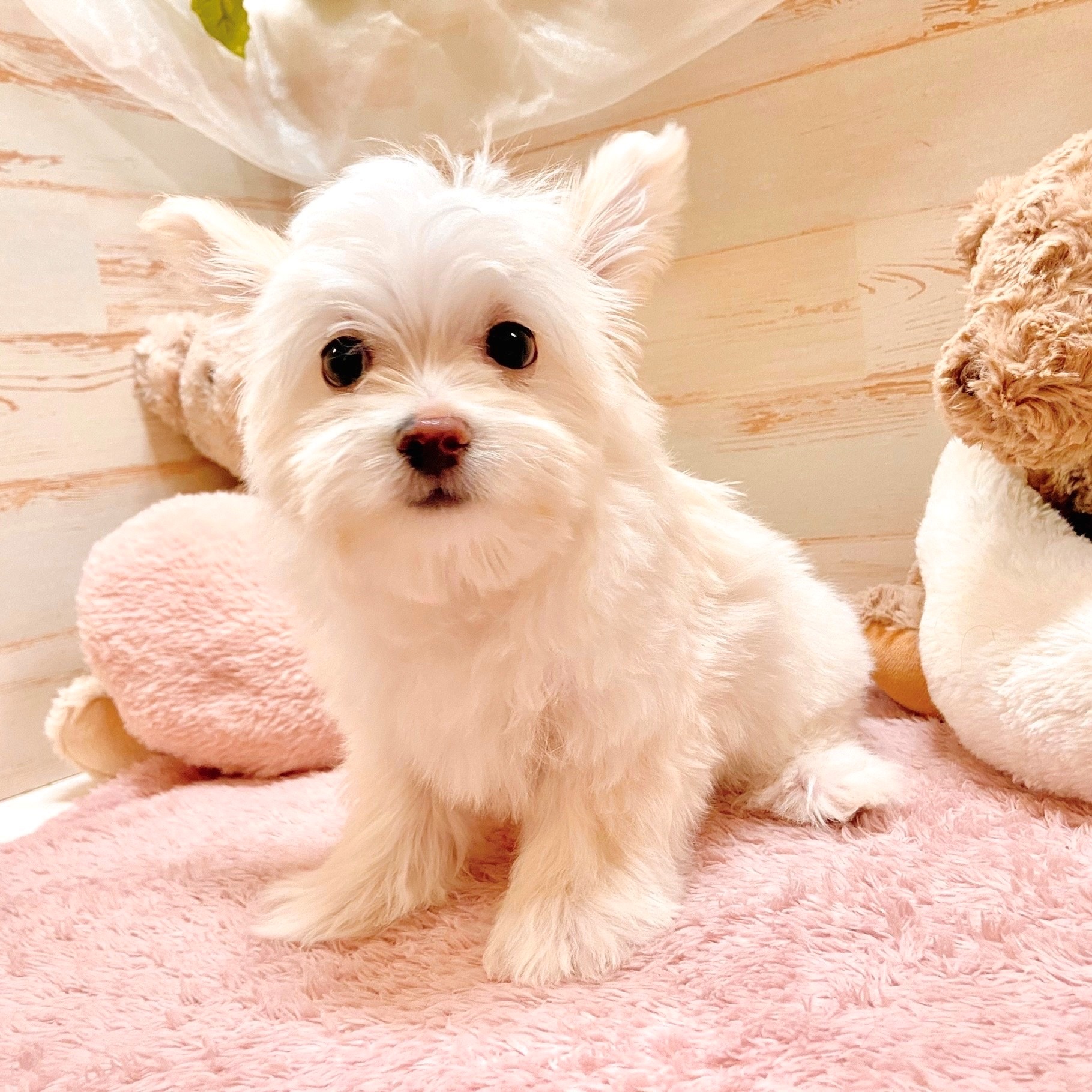 兵庫県のチワマル/マルチワ(チワワ×マルチーズ) (犬の家＆猫の里神戸店/2025年9月11日生まれ/男の子/クリーム)の子犬の3枚目の画像