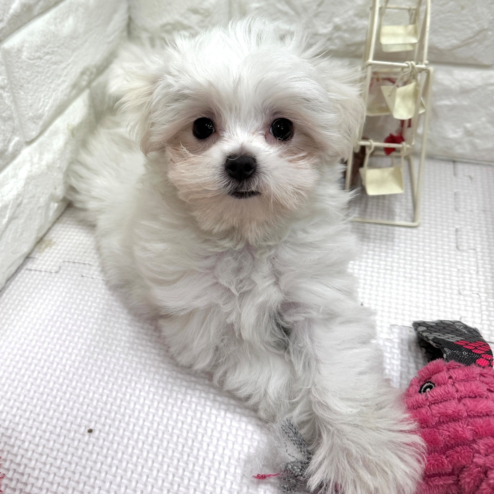 愛知県のマルチーズ (犬の家＆猫の里MEGAドン・キホーテ東海名和店/2026年3月3日生まれ/女の子/ホワイト)の子犬の3枚目の画像