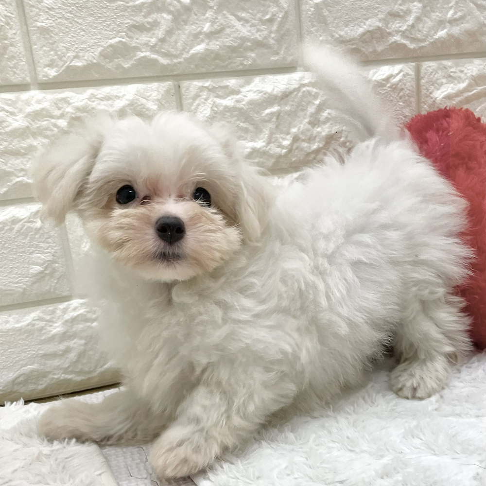 愛知県のマルチーズ (犬の家＆猫の里アミーゴ神の倉店/2026年7月28日生まれ/女の子/ホワイト)の子犬の3枚目の画像