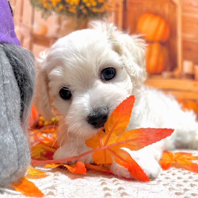 福岡県のマルックス(マルチーズ×ダックス) (犬の家&猫の里トリアス久山店/2025年8月10日生まれ/男の子/ホワイト)の子犬の3枚目の画像