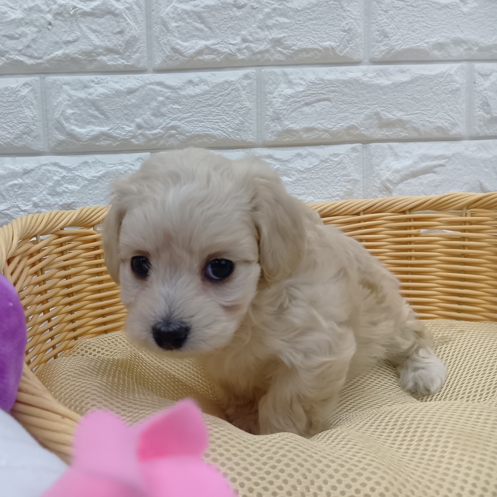 ハーフ犬女の子の写真