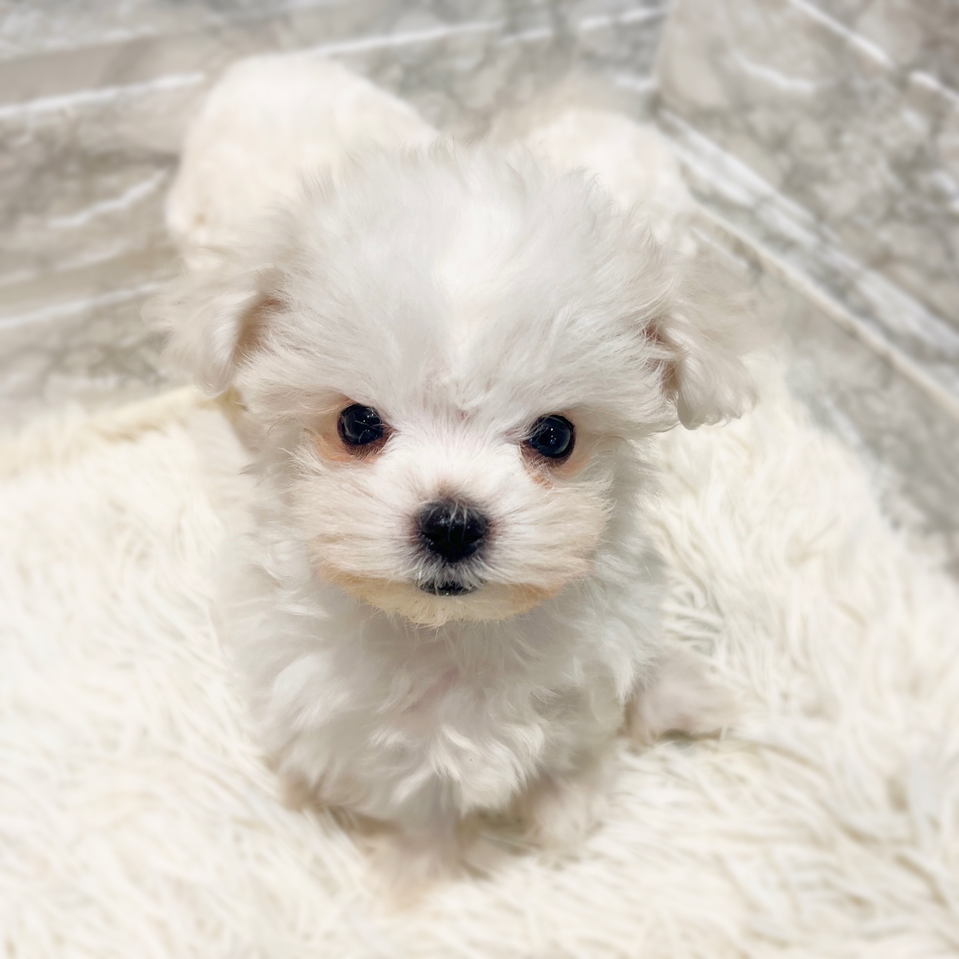 愛知県のハーフ犬・ミックス犬 (犬の家＆猫の里MEGAドン・キホーテ東海名和店/2026年2月5日生まれ/男の子/ホワイト)の子犬の3枚目の画像