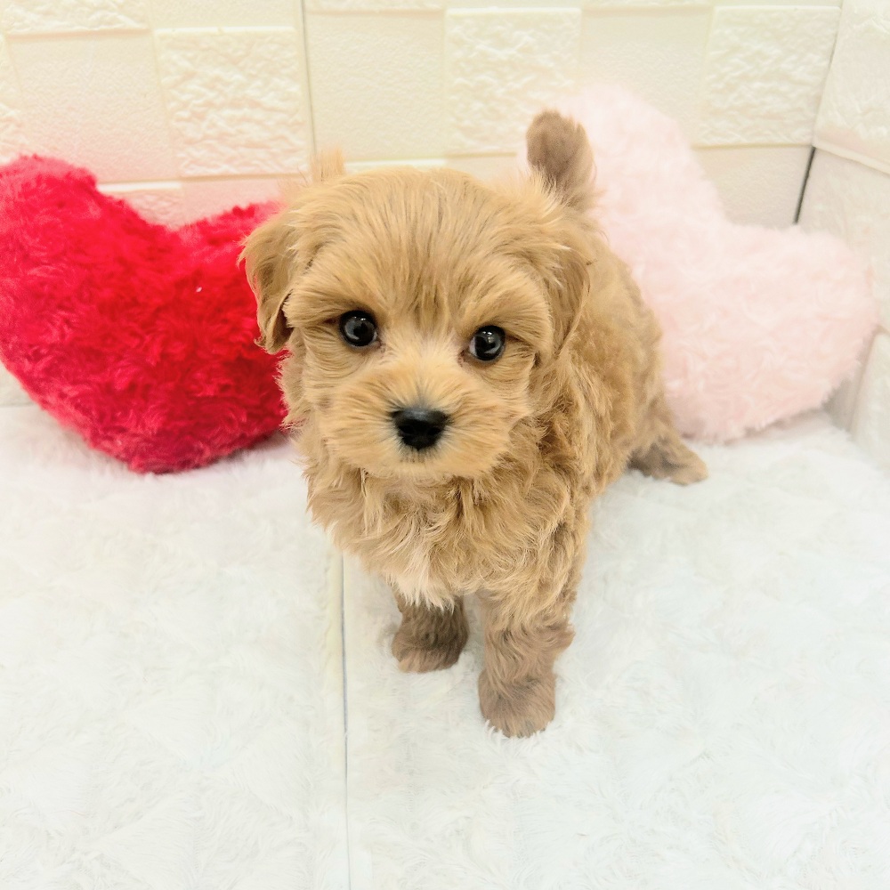 愛知県のマルプー(マルチーズ×プードル) (犬の家＆猫の里アミーゴ神の倉店/2026年5月17日生まれ/男の子/アプリコット)の子犬の3枚目の画像
