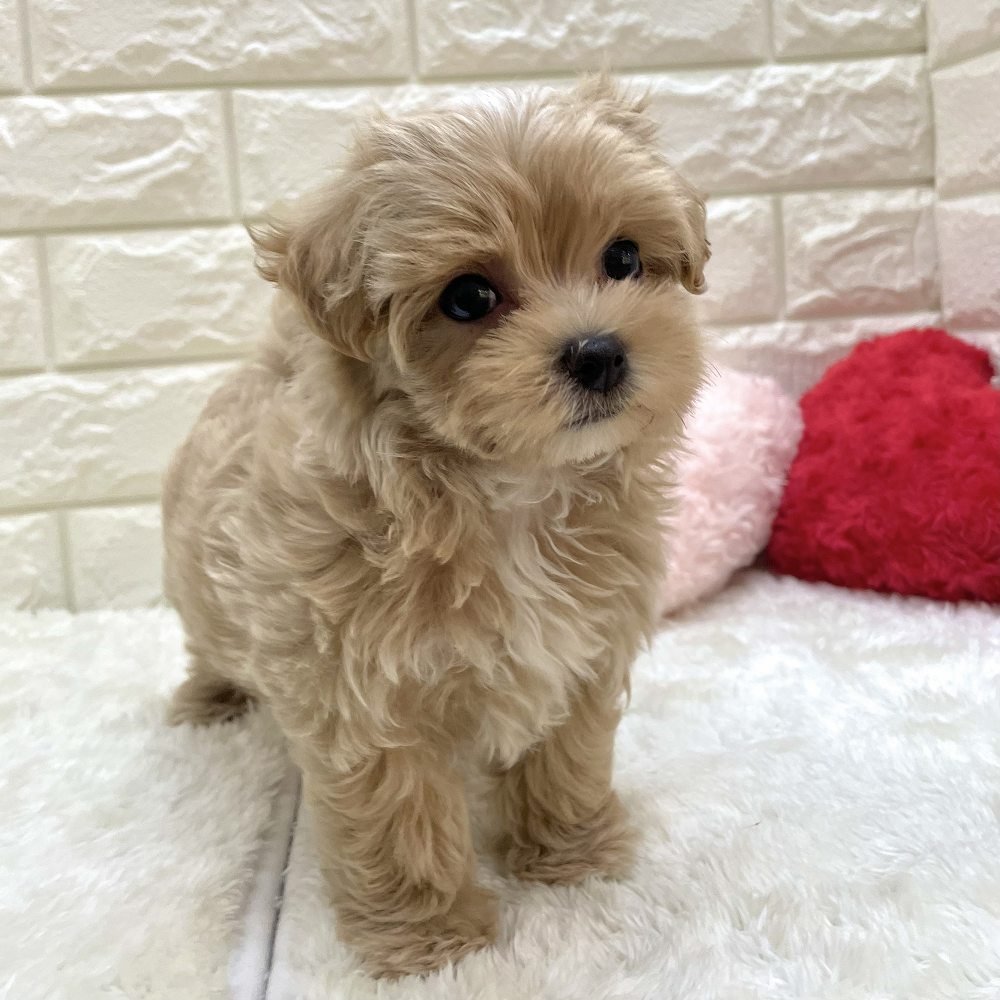 愛知県のマルプー(マルチーズ×プードル) (犬の家＆猫の里アミーゴ神の倉店/2026年8月19日生まれ/女の子/アプリコット)の子犬の3枚目の画像