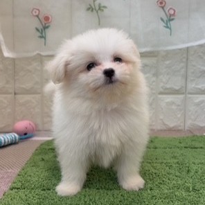 岡山県のポメマル/マルポメ(ポメラニアン×マルチーズ) (犬の家＆猫の里倉敷店/2026年7月19日生まれ/男の子/ホワイトクリーム)の子犬の3枚目の画像