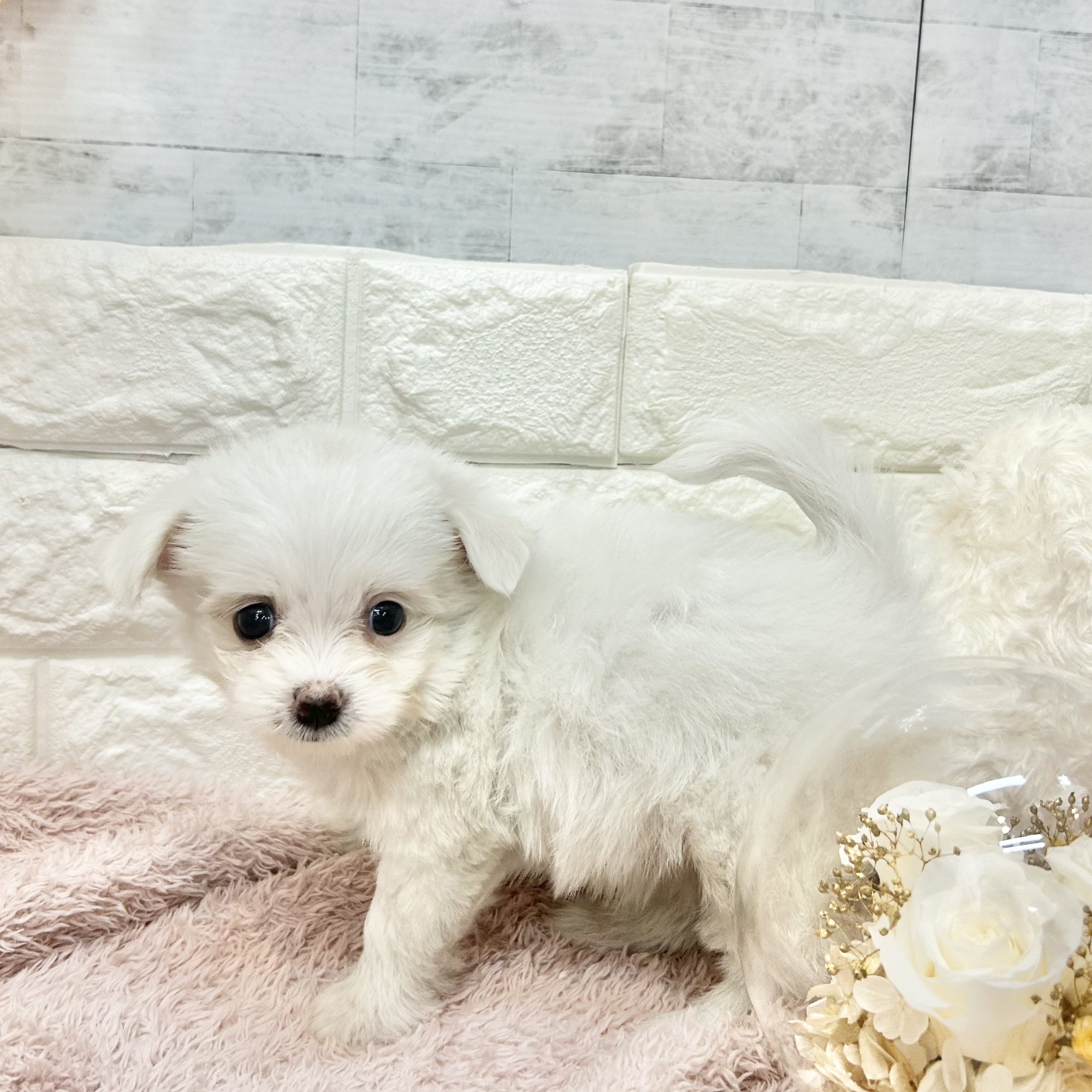静岡県のポメマル/マルポメ(ポメラニアン×マルチーズ) (犬の家＆猫の里プレ葉ウォーク浜北店/2026年7月12日生まれ/女の子/クリーム)の子犬の3枚目の画像