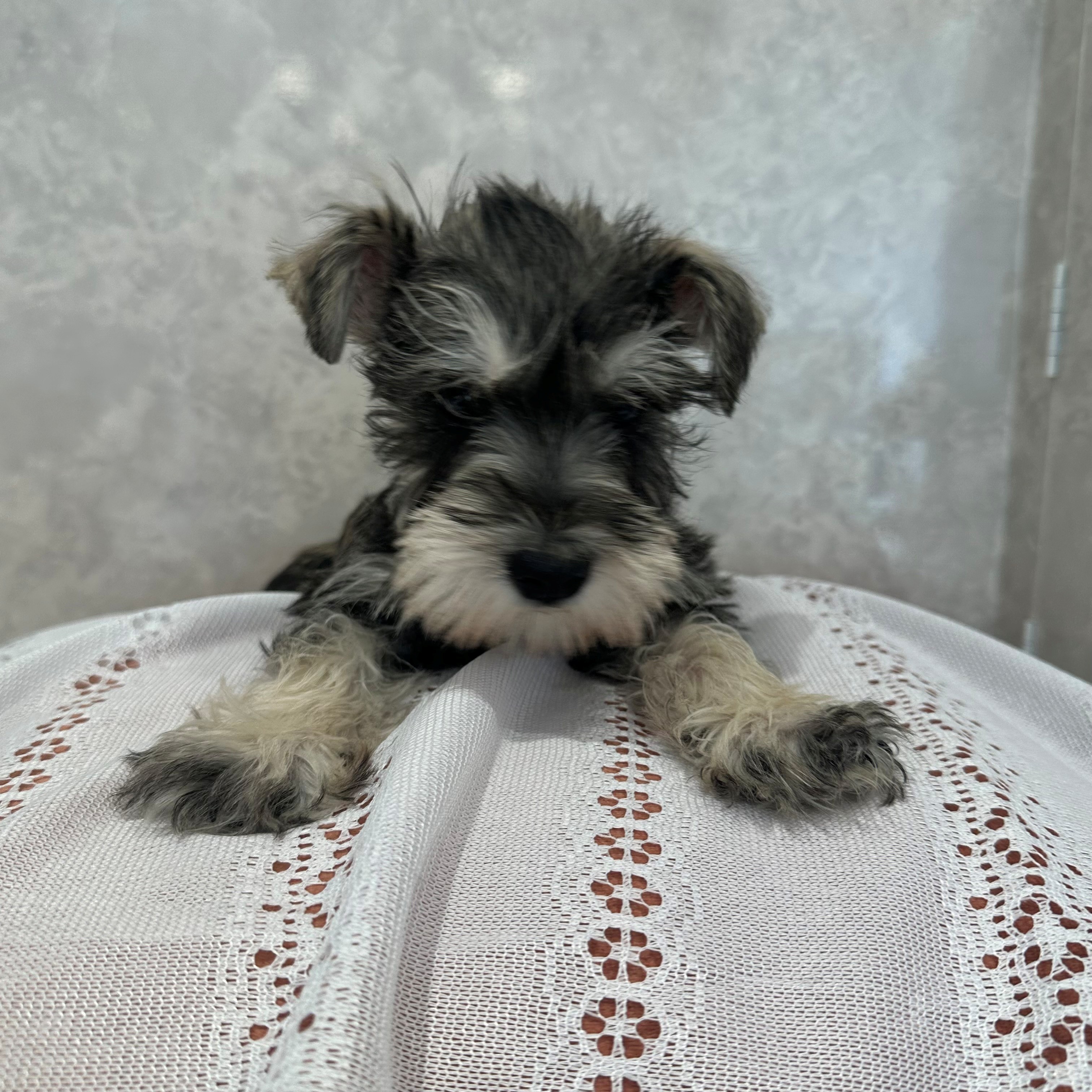福岡県のミニチュアシュナウザー (犬の家＆猫の里くりえいと宗像店/2025年11月29日生まれ/女の子/ソルトペッパー)の子犬の3枚目の画像