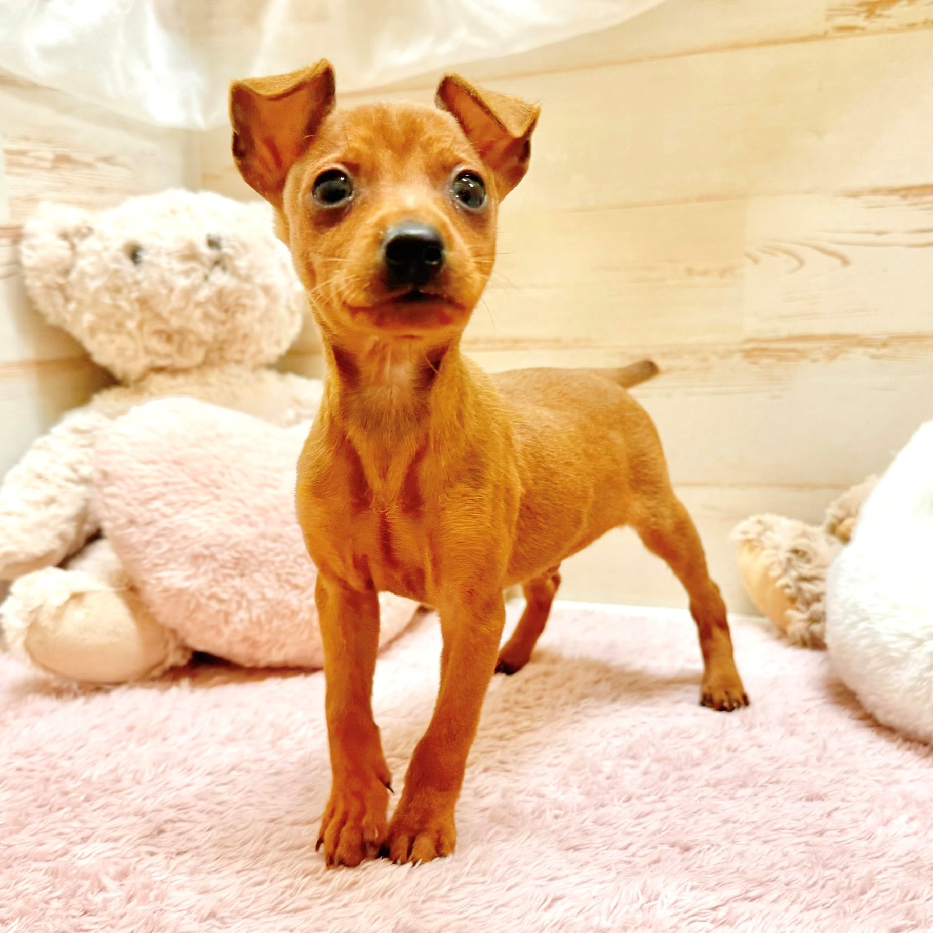 兵庫県のミニチュアピンシャー (犬の家＆猫の里神戸店/2025年12月7日生まれ/男の子/レッド)の子犬の3枚目の画像