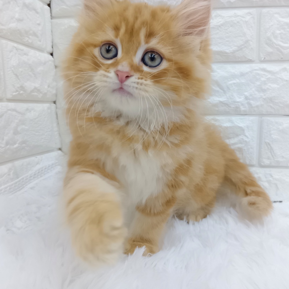 愛知県のミヌエット (犬の家＆猫の里MEGAドン・キホーテ東海名和店/2026年8月24日生まれ/男の子/レッドタビー)の子猫の3枚目の画像