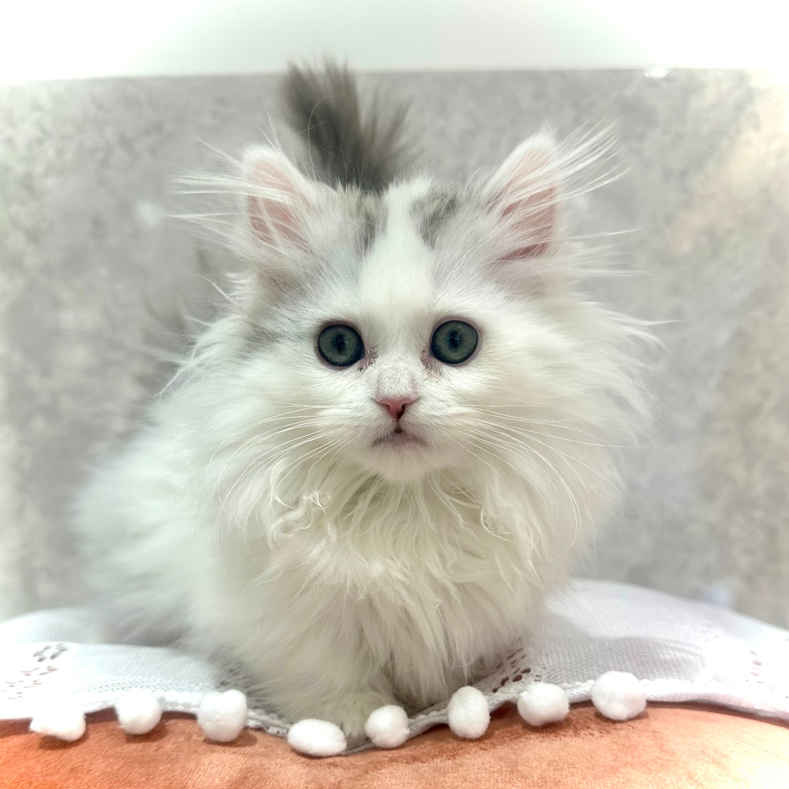 福岡県のミヌエット (犬の家＆猫の里くりえいと宗像店/2025年11月11日生まれ/女の子/シルバータビーホワイト)の子猫の3枚目の画像