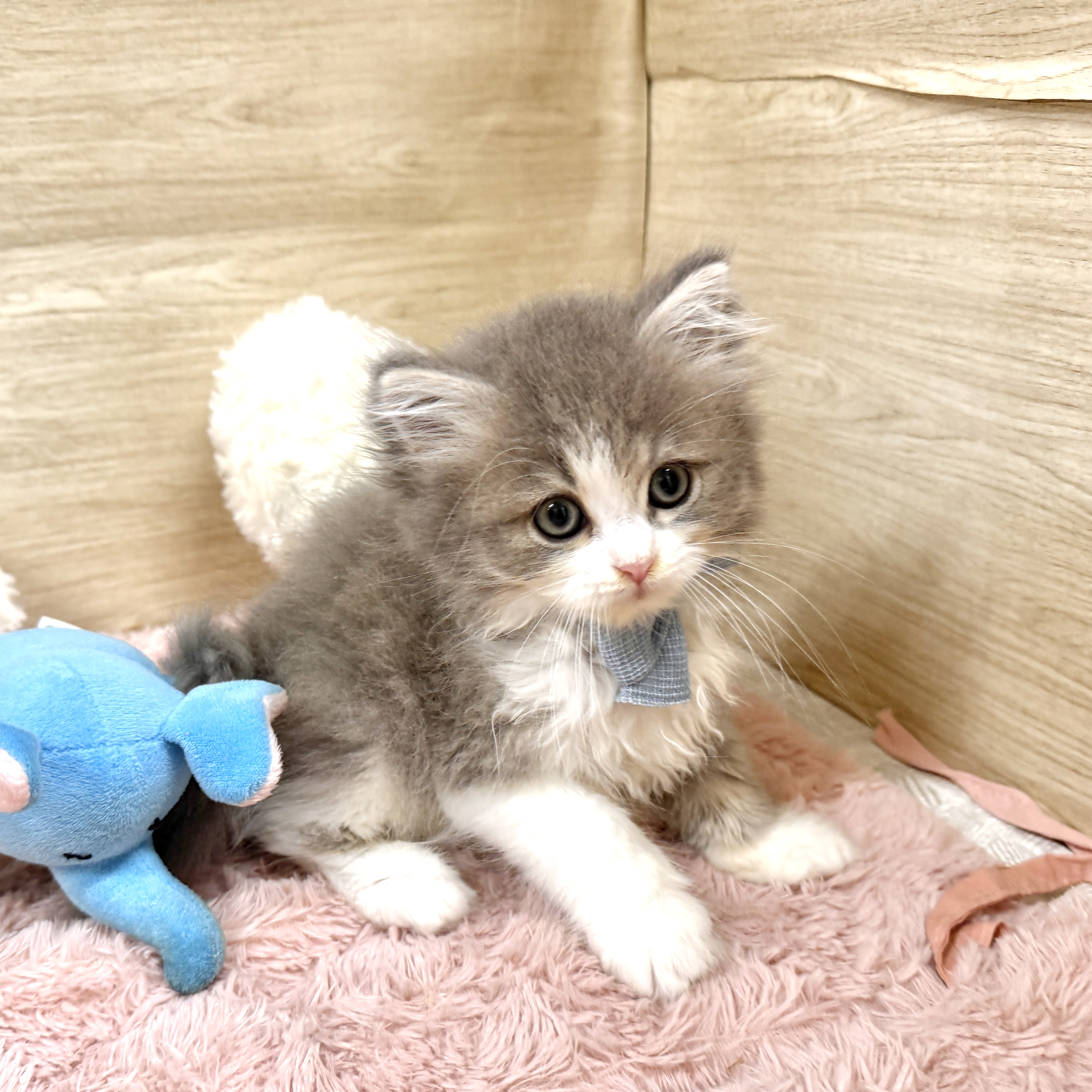 大阪府のラガマフィン (犬の家＆猫の里そよら東岸和田店/2026年7月18日生まれ/男の子/ブルーホワイト)の子猫の3枚目の画像