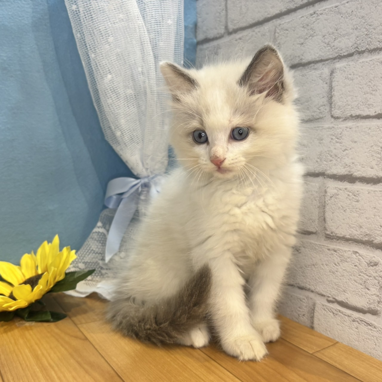 長野県のラグドール (犬の家＆猫の里カインズ梓川店/2026年4月24日生まれ/男の子/ブルーポイントバイカラー)の子猫の3枚目の画像