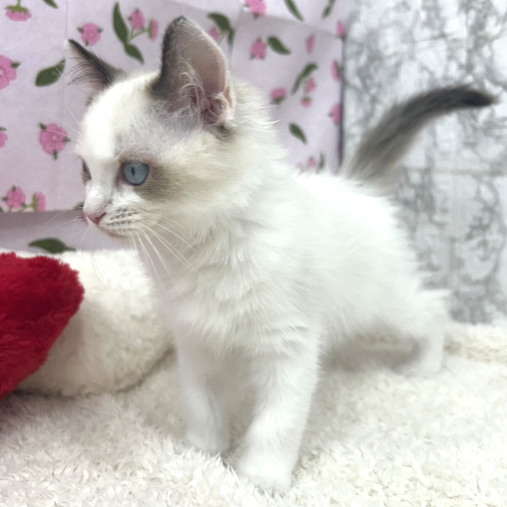 愛知県のラグドール (犬の家＆猫の里エアポートウォーク店/2026年5月8日生まれ/女の子/シールポイントバイカラー)の子猫の3枚目の画像