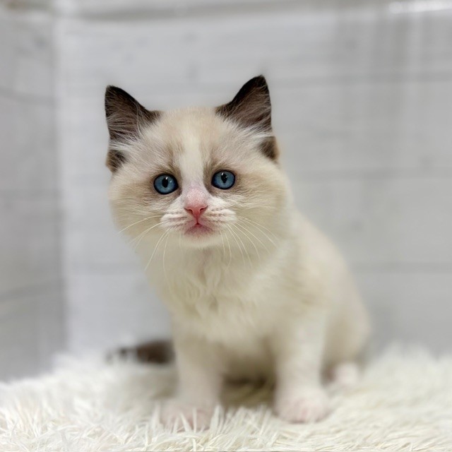 愛知県のラグドール (犬の家＆猫の里豊田店/2026年1月14日生まれ/男の子/シールポイントバイカラー)の子猫の3枚目の画像