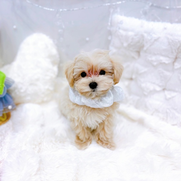 福井県のマルプー(マルチーズ×プードル) (犬の家＆猫の里福井店/2025年10月20日生まれ/男の子/クリームホワイト)の子犬の3枚目の画像