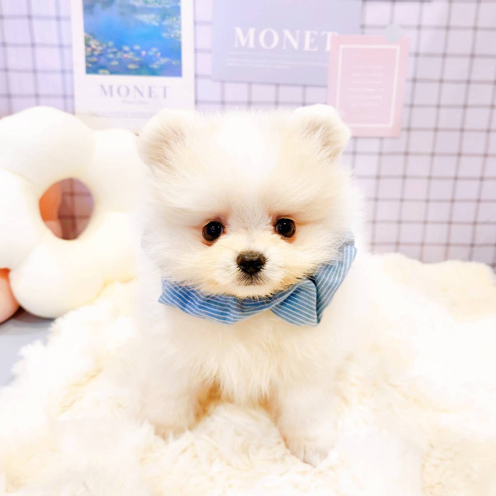 福井県のポメラニアン (犬の家＆猫の里福井店/2026年3月21日生まれ/男の子/クリームホワイト)の子犬の1枚目の画像