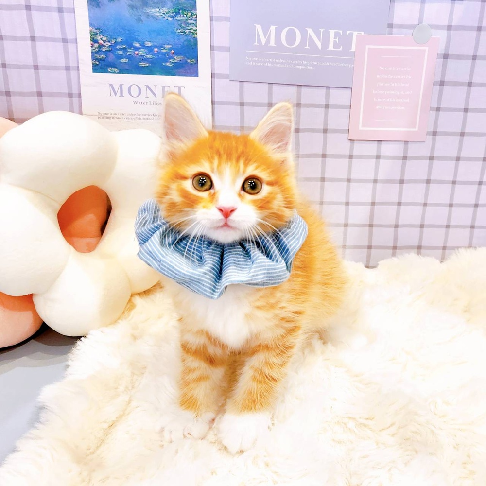 福井県のメインクーン (犬の家＆猫の里福井店/2026年3月24日生まれ/男の子/レッドタビーホワイト)の子猫の1枚目の画像