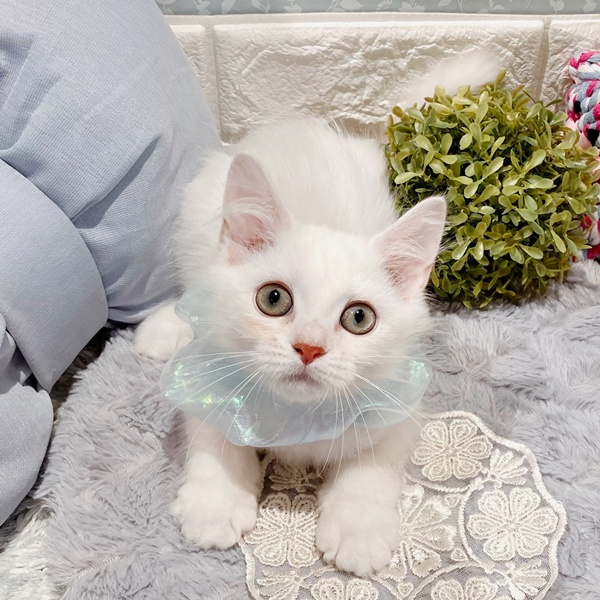 福井県のミヌエット (犬の家＆猫の里福井店/2025年5月10日生まれ/男の子/シルバー)の子猫の3枚目の画像