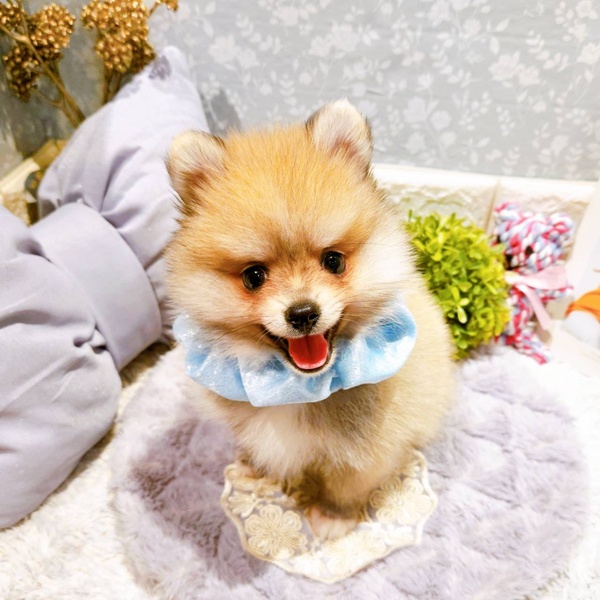 福井県のポメラニアン (犬の家＆猫の里福井店/2025年5月24日生まれ/男の子/オレンジセーブル)の子犬の3枚目の画像
