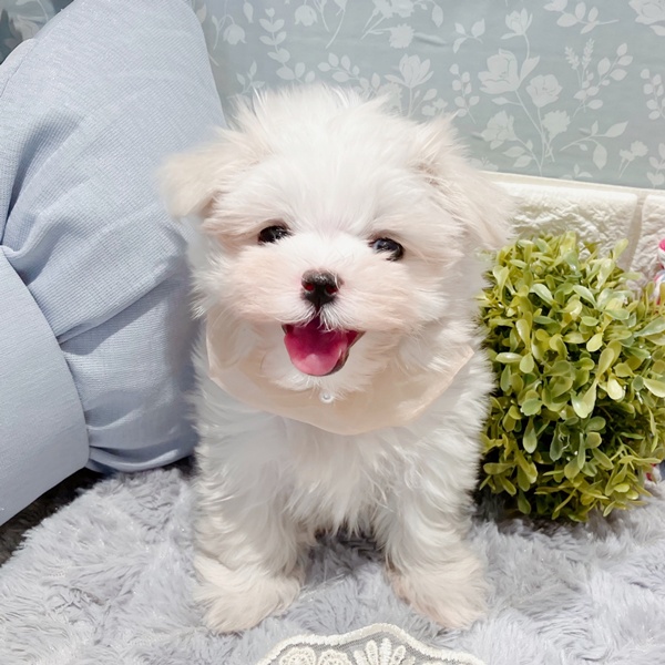 福井県のマルチーズ (犬の家＆猫の里福井店/2025年5月24日生まれ/女の子/ホワイト)の子犬の3枚目の画像