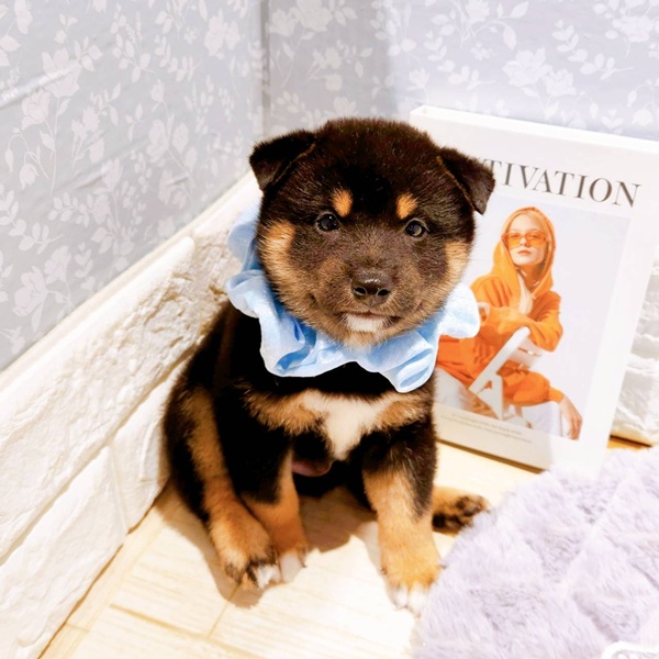 福井県の柴犬(標準サイズ) (犬の家＆猫の里福井店/2025年5月25日生まれ/男の子/黒)の子犬の3枚目の画像