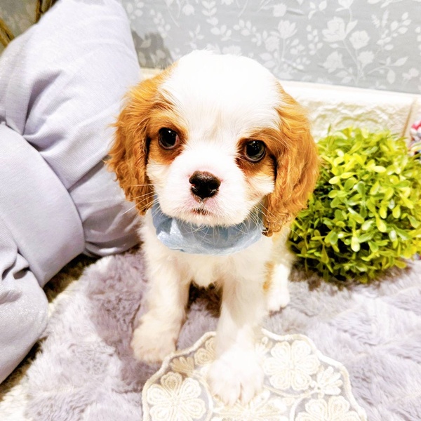 福井県のキャバリアキングチャールズスパニエル (犬の家＆猫の里福井店/2025年5月28日生まれ/男の子/ブレンハイム)の子犬の3枚目の画像