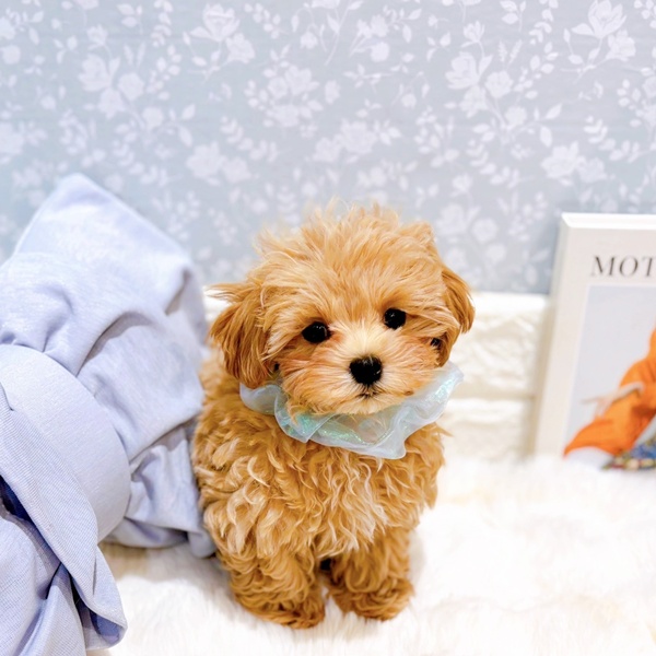 福井県のマルプー(マルチーズ×プードル) (犬の家＆猫の里福井店/2025年6月3日生まれ/男の子/アプリコット)の子犬の3枚目の画像