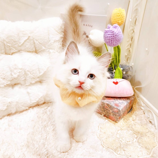 福井県のラグドール (犬の家＆猫の里福井店/2025年6月8日生まれ/女の子/ブルーポイントバイカラー)の子猫の3枚目の画像