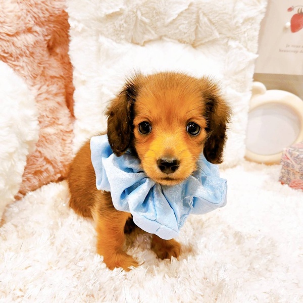 福井県のミニチュアダックスフンド(ロング) (犬の家＆猫の里福井店/2025年6月7日生まれ/男の子/シェーデットイエロー)の子犬の1枚目の画像