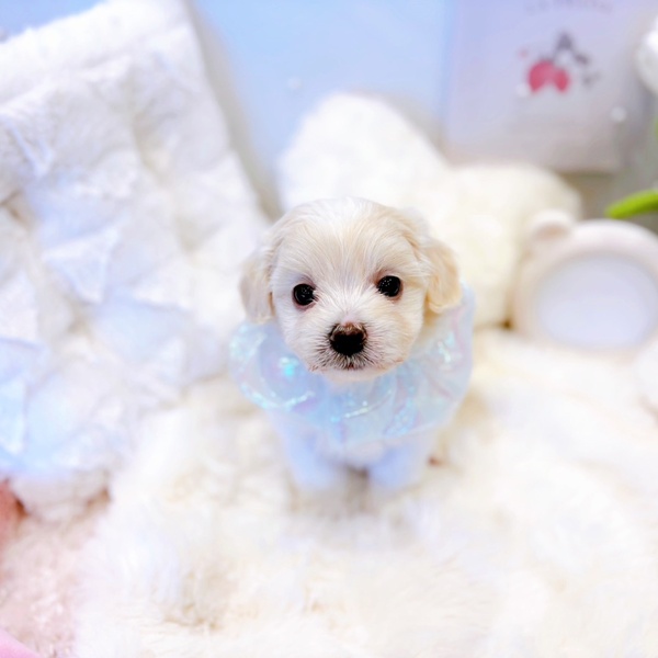 福井県のハーフ犬・ミックス犬 (犬の家＆猫の里福井店/2025年6月14日生まれ/男の子/クリーム)の子犬の3枚目の画像