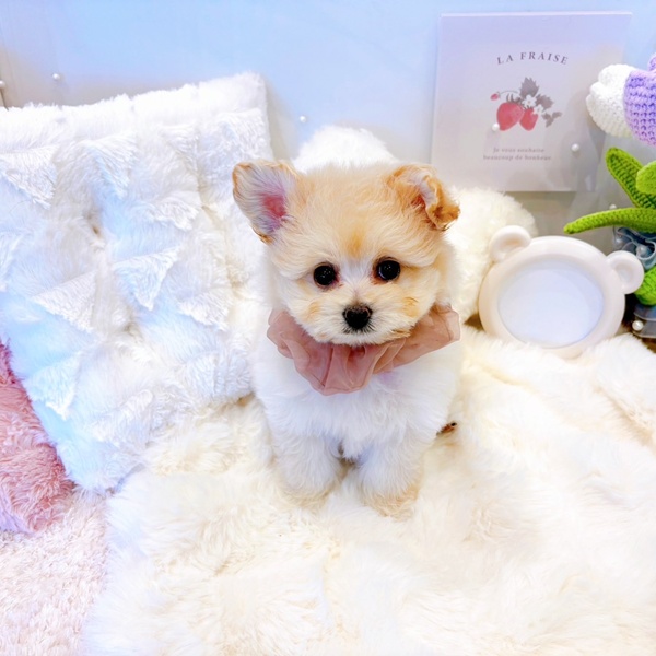 福井県のポメプー(ポメラニアン×プードル) (犬の家＆猫の里福井店/2025年6月16日生まれ/女の子/クリーム)の子犬の3枚目の画像