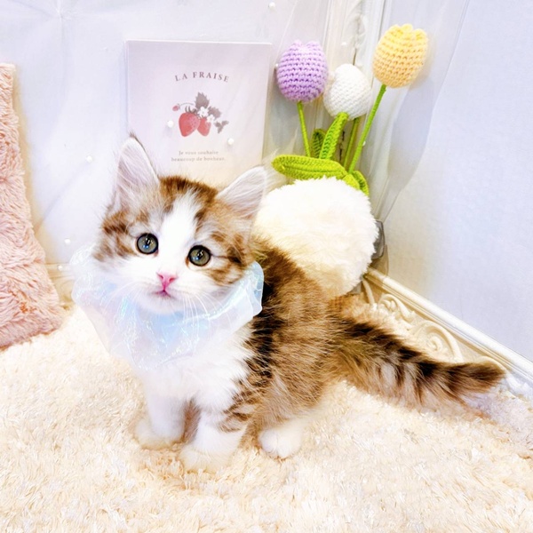 福井県のサイベリアン (犬の家＆猫の里福井店/2025年7月6日生まれ/男の子/シルバータビーホワイト)の子猫の3枚目の画像