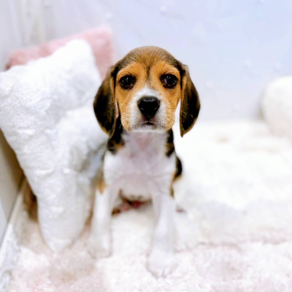 ビーグル男の子の写真