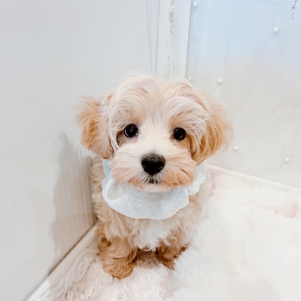 福井県のマルプー(マルチーズ×プードル) (犬の家＆猫の里福井店/2025年10月14日生まれ/男の子/アプリコット)の子犬の3枚目の画像