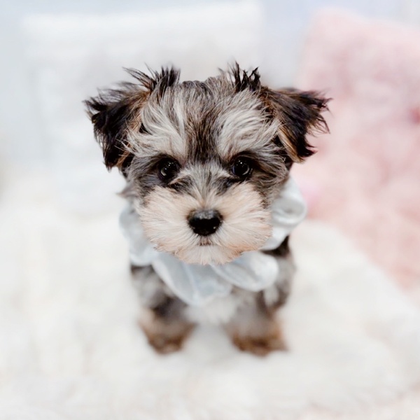 福井県のマルキー/マルヨーキー(マルチーズ×ヨークシャーテリア) (犬の家＆猫の里福井店/2025年10月19日生まれ/男の子/ブラックタン)の子犬の3枚目の画像