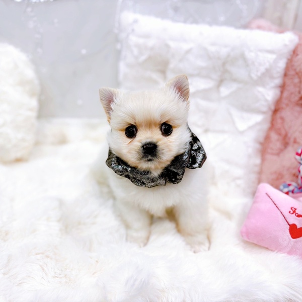 福井県のペキポメ/ポメペキ(ペキニーズ×ポメラニアン) (犬の家＆猫の里福井店/2025年10月21日生まれ/男の子/クリーム)の子犬の3枚目の画像